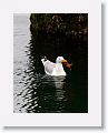 Herring Gull with crab