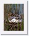 Greylag Goose Eggs