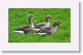 Greylag Geese