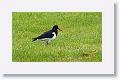 Eurasian Oystercatcher