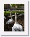 Mute Swans