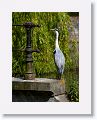 Gray Heron