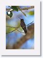 White-eared Hummingbird