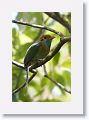 Blue-throated Motmot