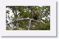 Great-tailed Grackle, female