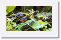 Slate-throated Redstart feeding