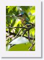 Blue-crowned Motmot