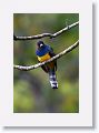 Gartered Trogon