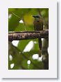 Keel-billed Motmot