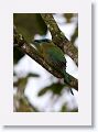 Keel-billed Motmot