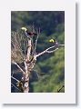 Keel-billed Toucans