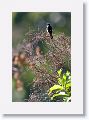 White-collared Seedeater