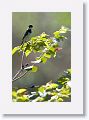 White-collared Seedeater