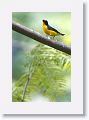 Yellow-throated Euphonia