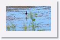 Northern Jacana with chicks