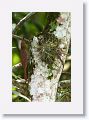 Northern Barred Woodcreeper