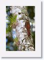 Northern Barred Woodcreeper