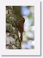 Northern Barred Woodcreeper