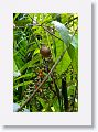 Clay-colored Thrush