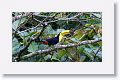 Keel-billed Toucan