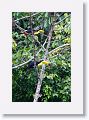 Keel-billed Toucans