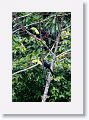 Keel-billed Toucans