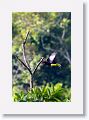 Keel-billed Toucan