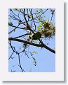 Red-fronted Parrotlet