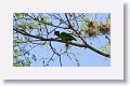 Red-fronted Parrotlet