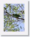 Red-fronted Parrotlet