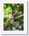 Turquoise-browed Motmot