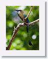 Turquoise-browed Motmot