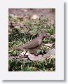 Short-billed Pigeon