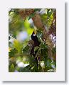 Montezuma Oropendola