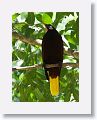 Montezuma Oropendola