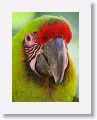 Great Green Macaw