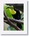 Keel-billed Toucan