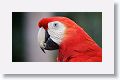 Scarlet Macaw