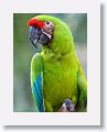 Great Green Macaw