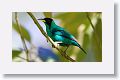 Green Honeycreeper