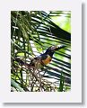 Collared Aracari