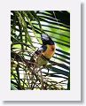 Collared Aracari