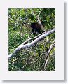 Howler monkey