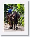 Traffic jam at Lancetilla Botanical Garden & Research Center