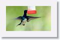 White-necked Jacobin