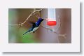 White-necked Jacobin