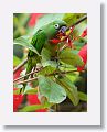 Olive-throated Parakeet