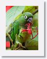 Olive-throated Parakeet