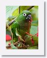 Olive-throated Parakeet