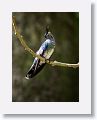 White-necked Jacobin (immature male)